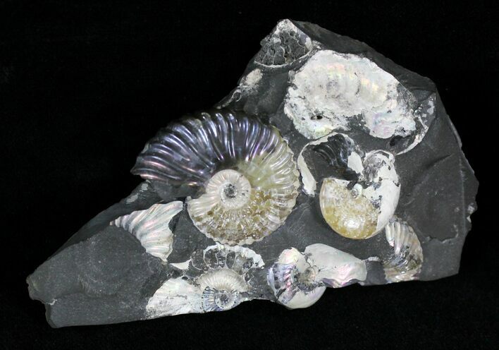 Iredescent Deshayesites Ammonites In Argyllite #22506